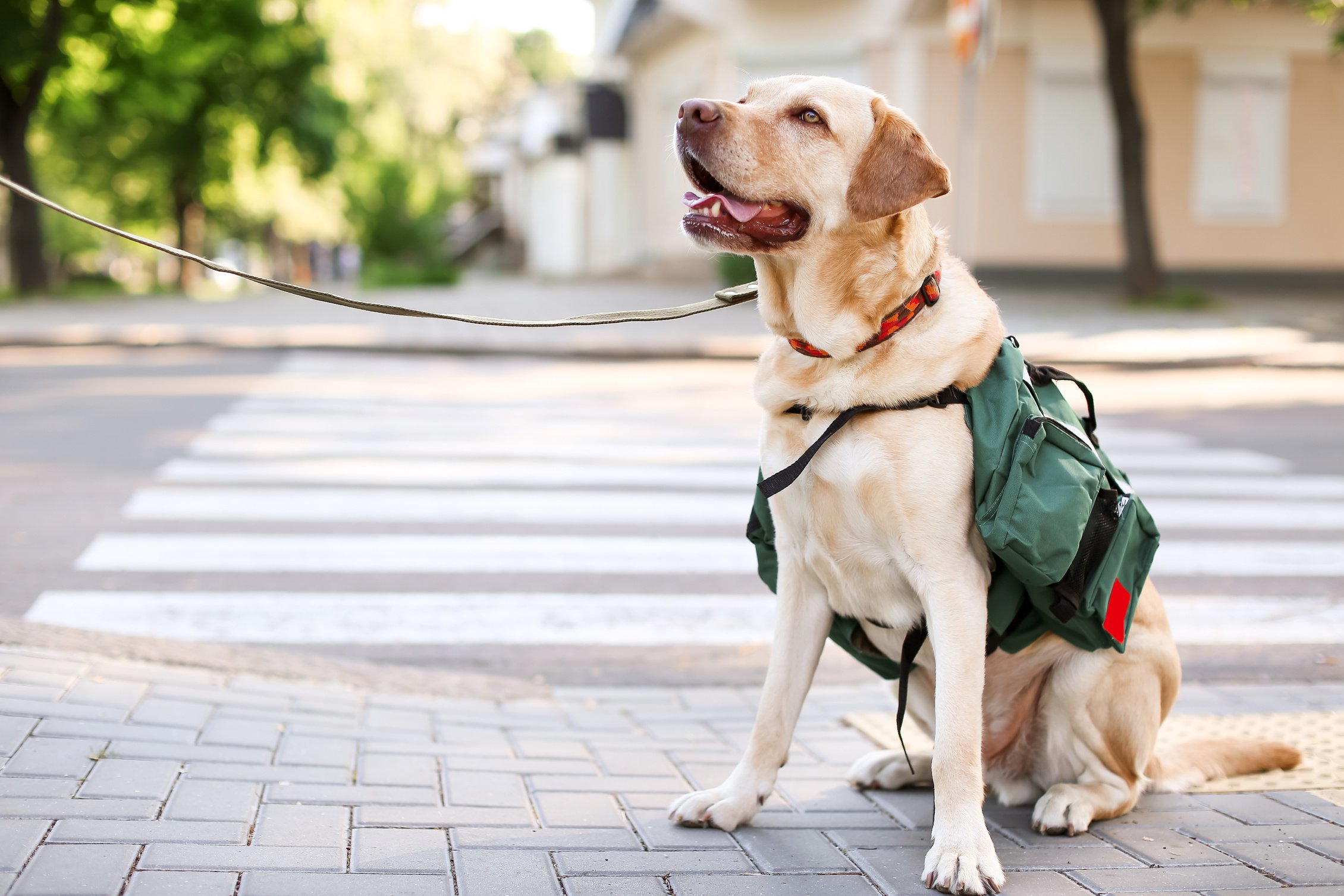 Cute Guide Dog on City Street